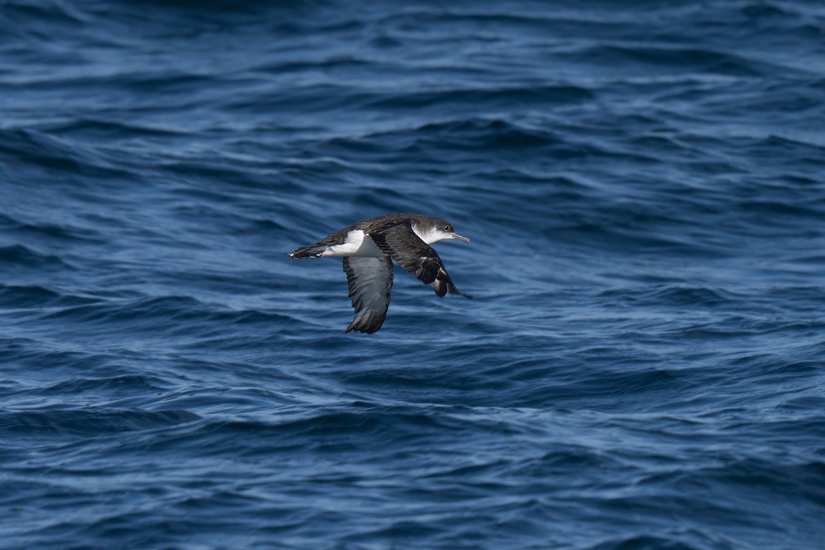 Manx Shearwater - ML644015268