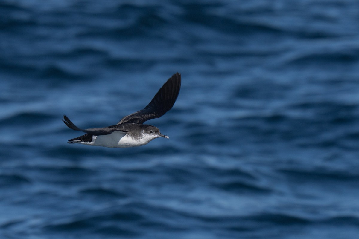 Manx Shearwater - ML644015269