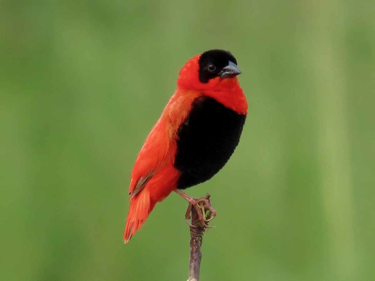 Northern Red Bishop - ML644015288