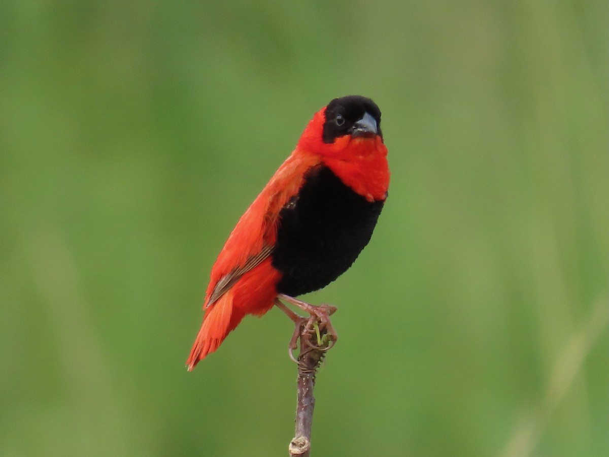 Northern Red Bishop - ML644015295