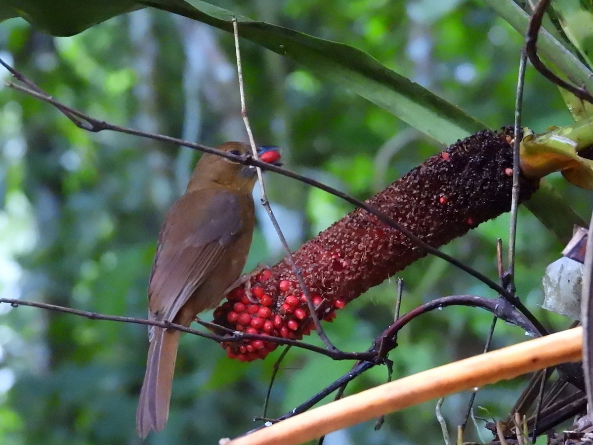 Habia à gorge rouge - ML644015300