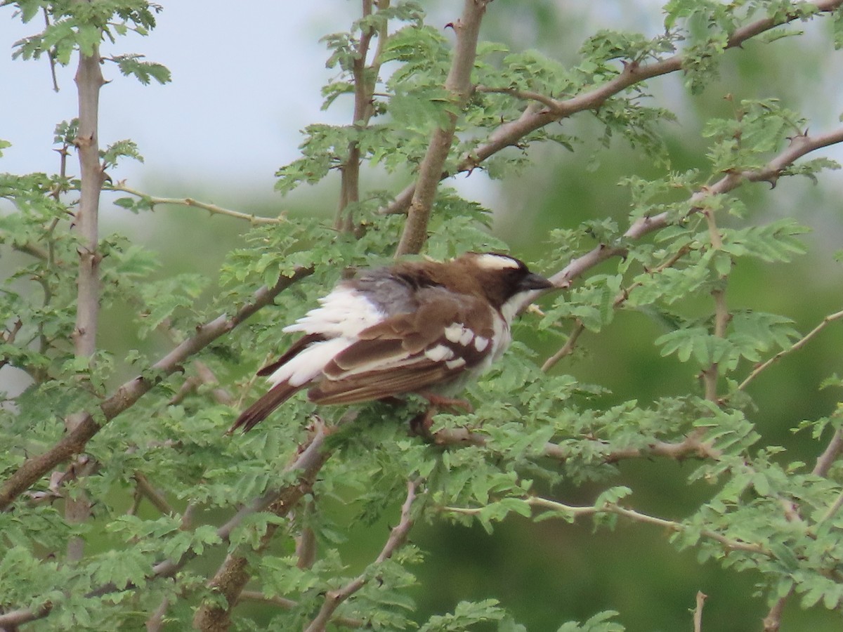 Weißbrauenweber - ML644015326