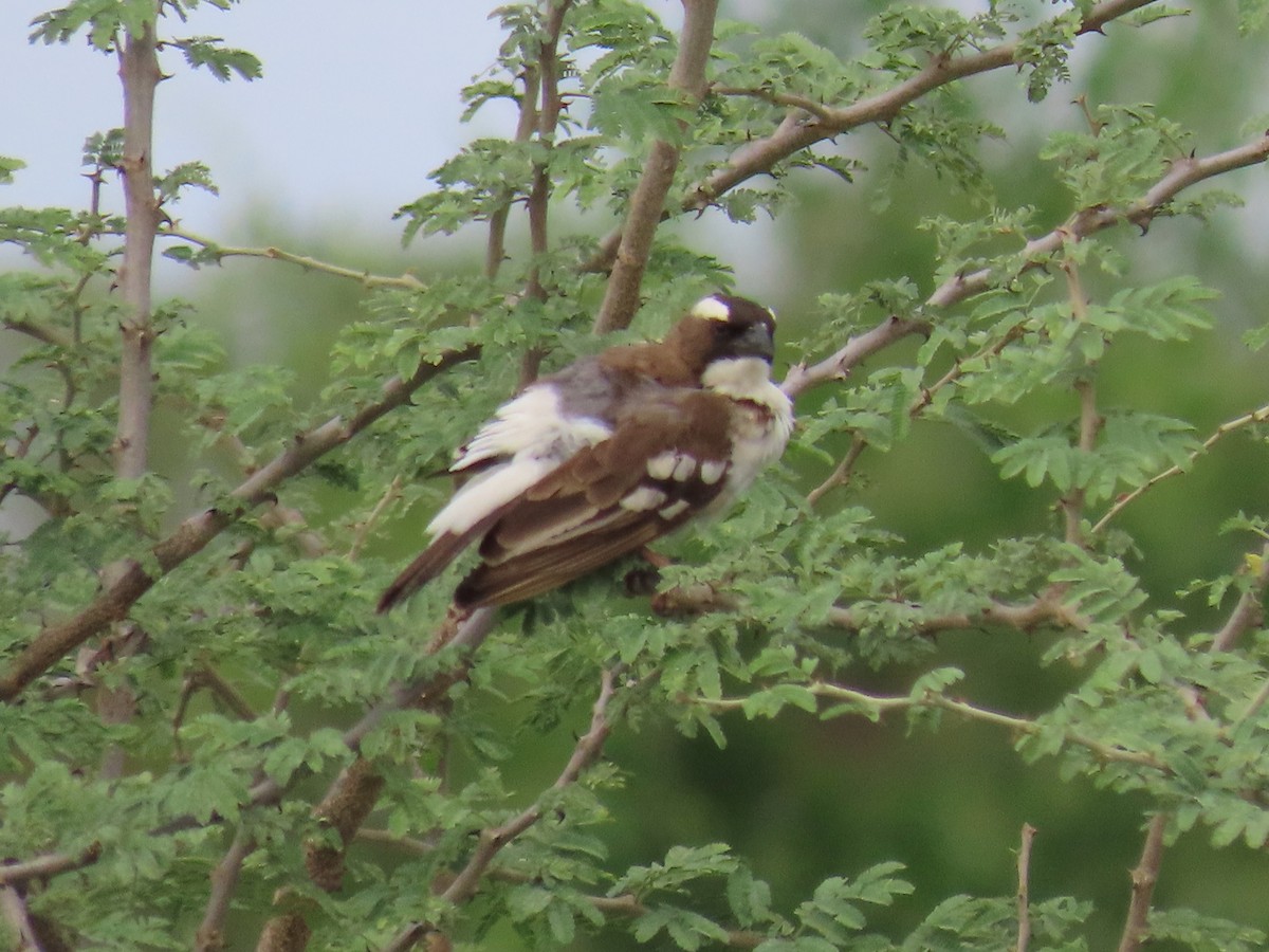 Weißbrauenweber - ML644015331