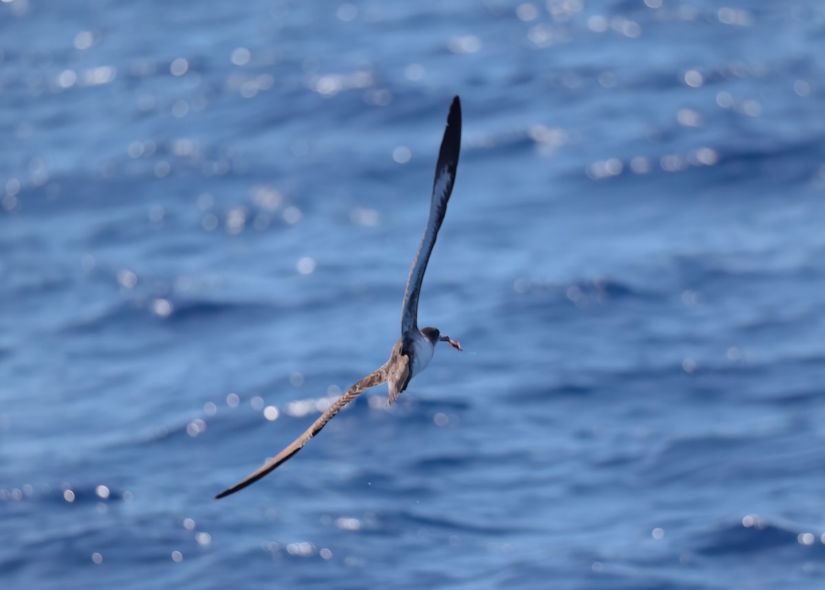 Wedge-tailed Shearwater - ML644015332