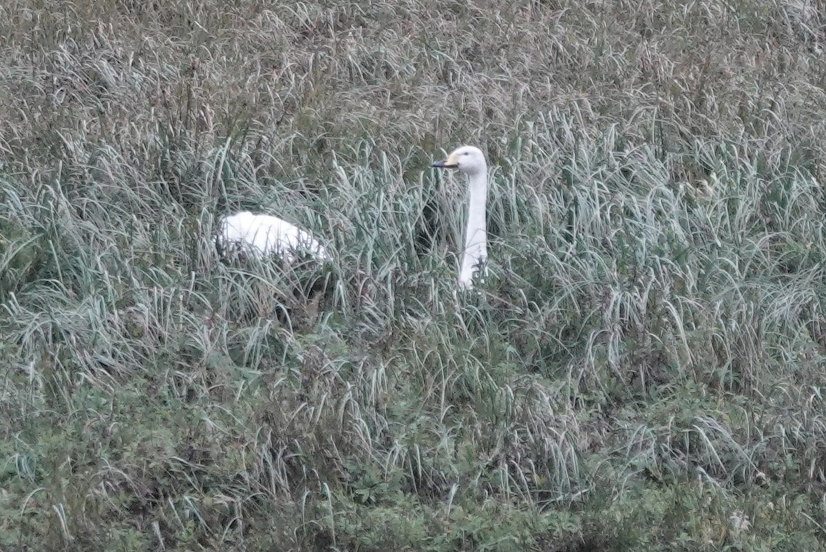 Cygne chanteur - ML644015362