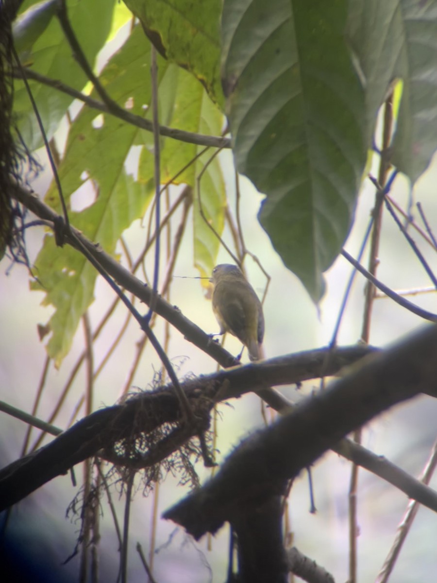 Orange-crowned Euphonia - ML644015376