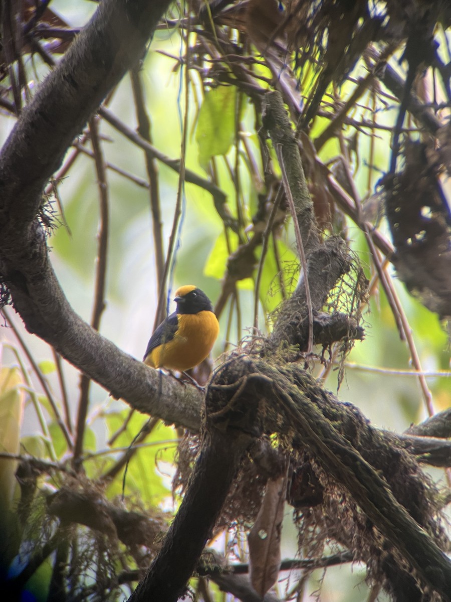 Orange-crowned Euphonia - ML644015377