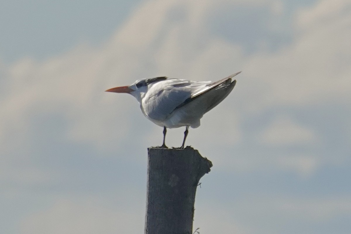 Royal Tern - jean adamus