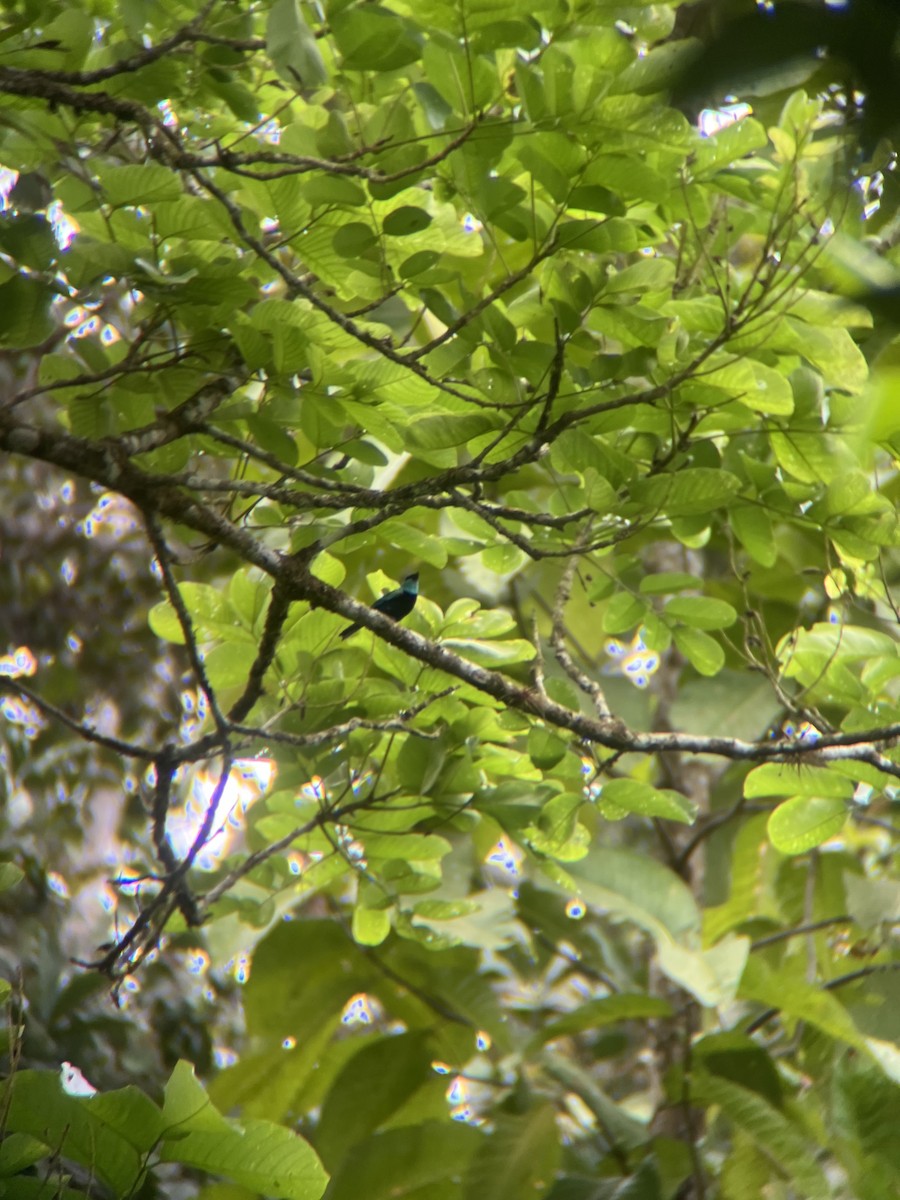 Blue-necked Tanager - ML644015396