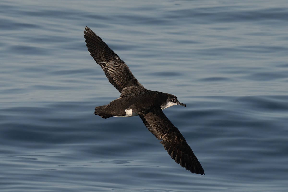 Manx Shearwater - ML644015428