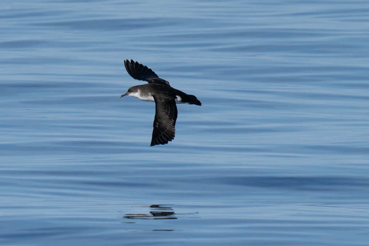 Manx Shearwater - ML644015429