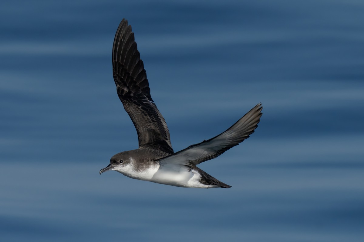Manx Shearwater - ML644015430