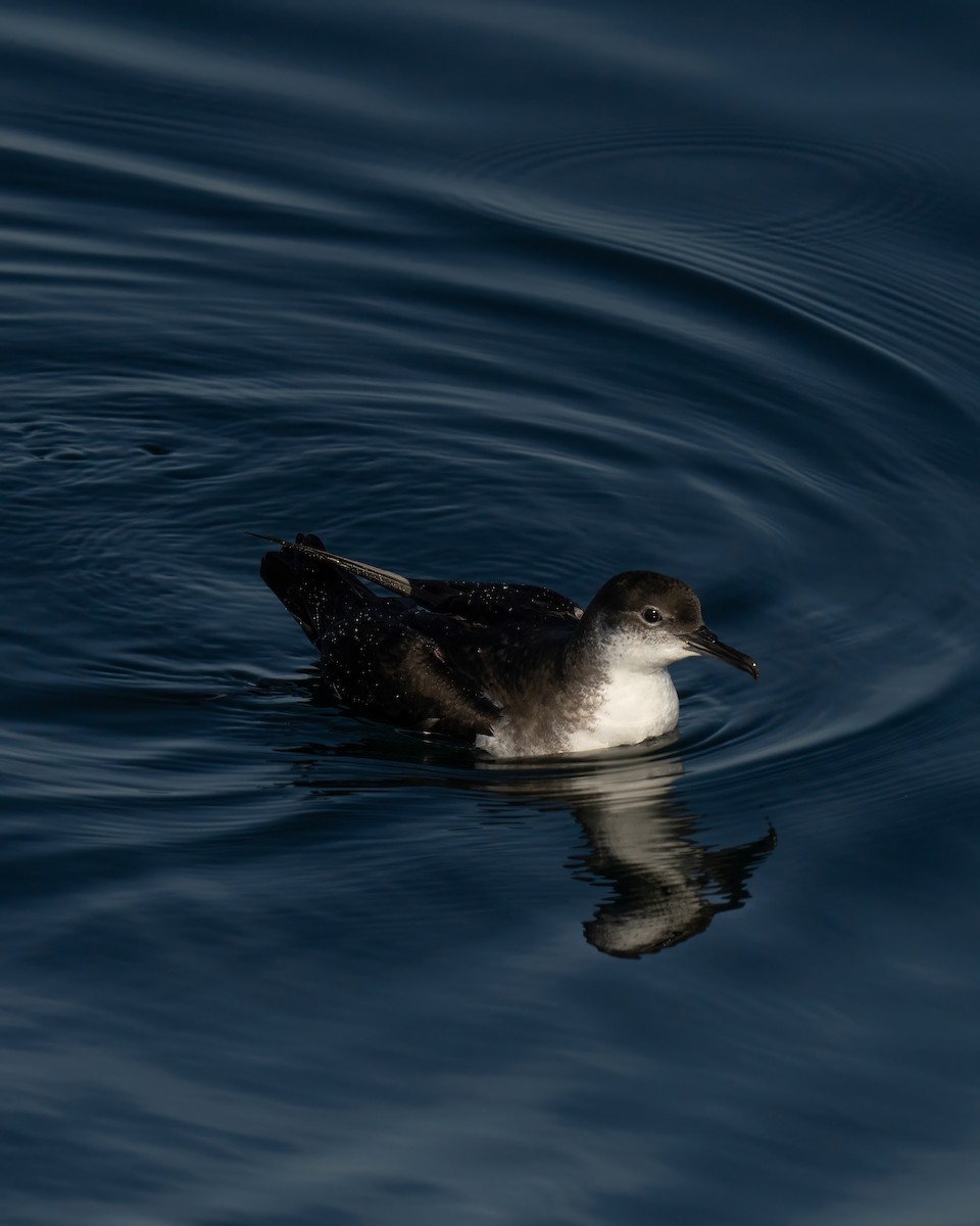Manx Shearwater - ML644015431