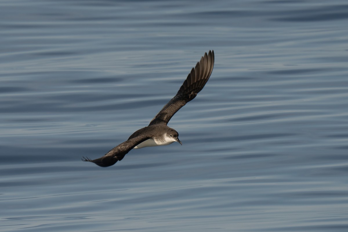 Manx Shearwater - ML644015432