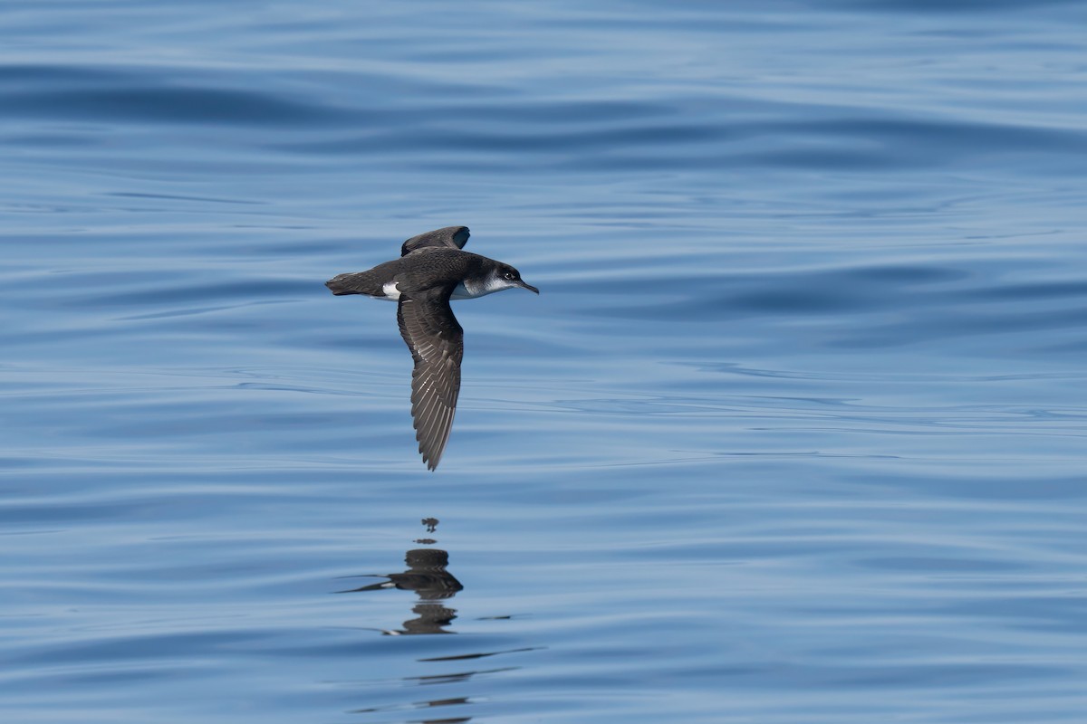 Manx Shearwater - ML644015433