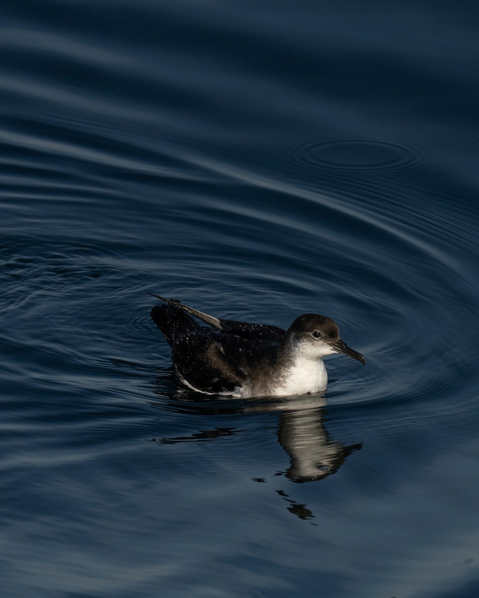 Manx Shearwater - ML644015434