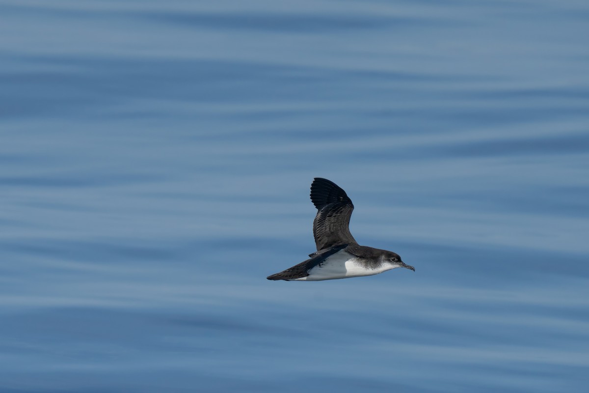 Manx Shearwater - ML644015435