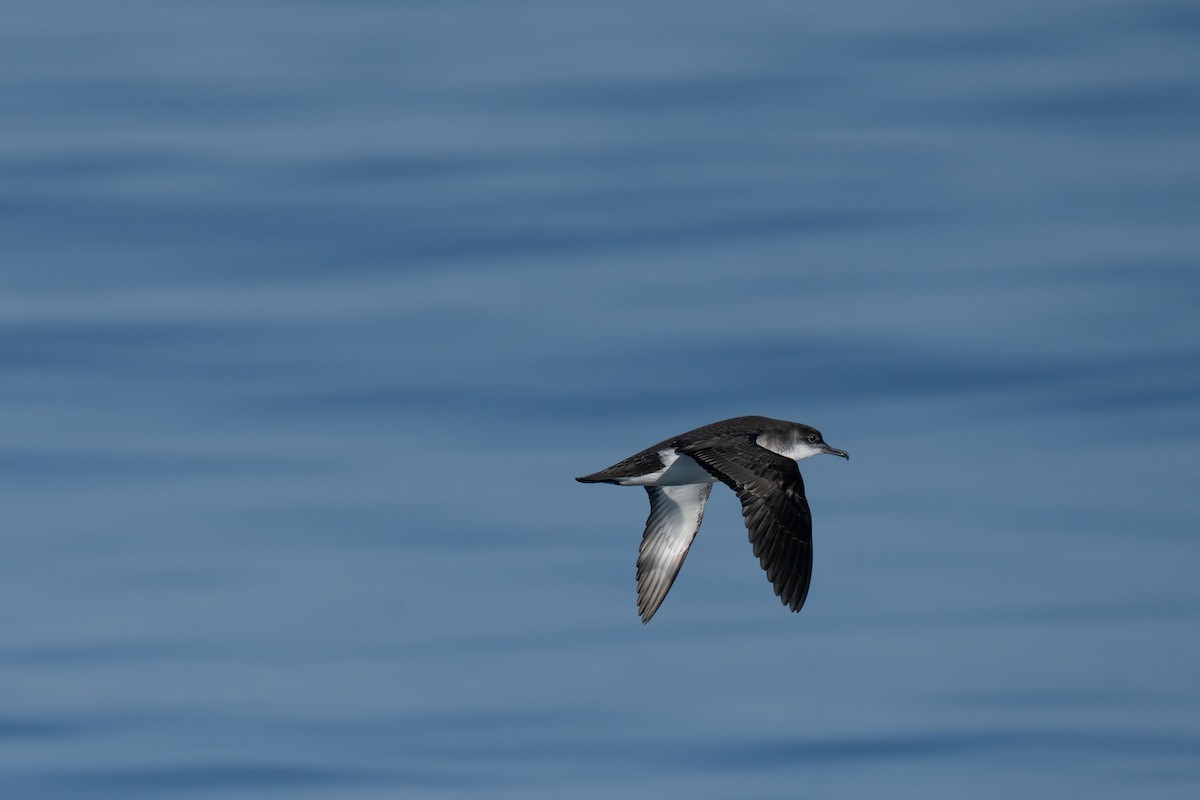 Manx Shearwater - ML644015436