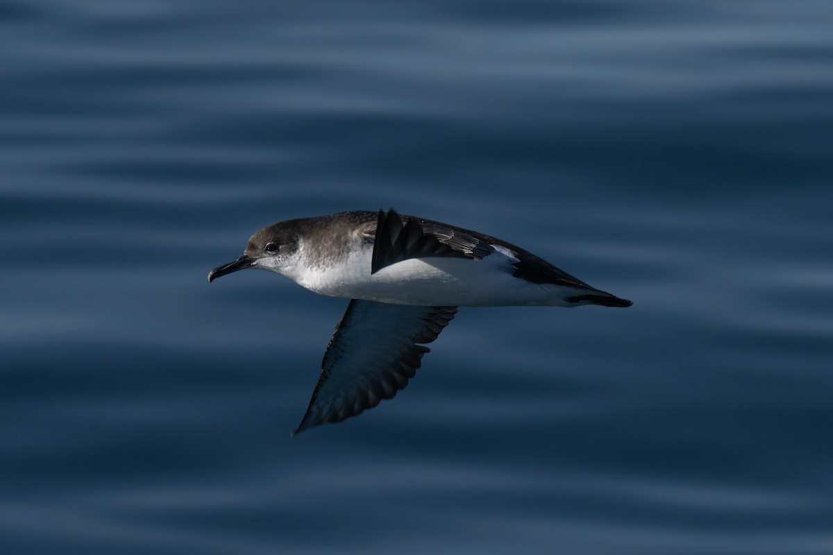 Manx Shearwater - ML644015437
