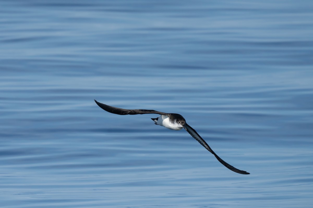 Manx Shearwater - ML644015438