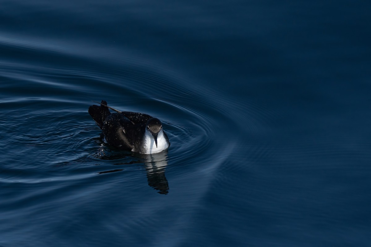 Manx Shearwater - ML644015439