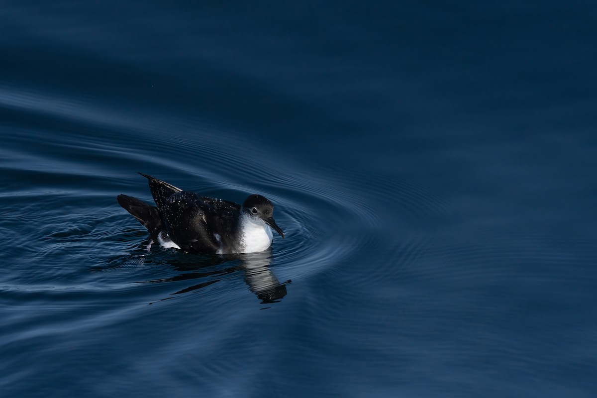 Manx Shearwater - ML644015440