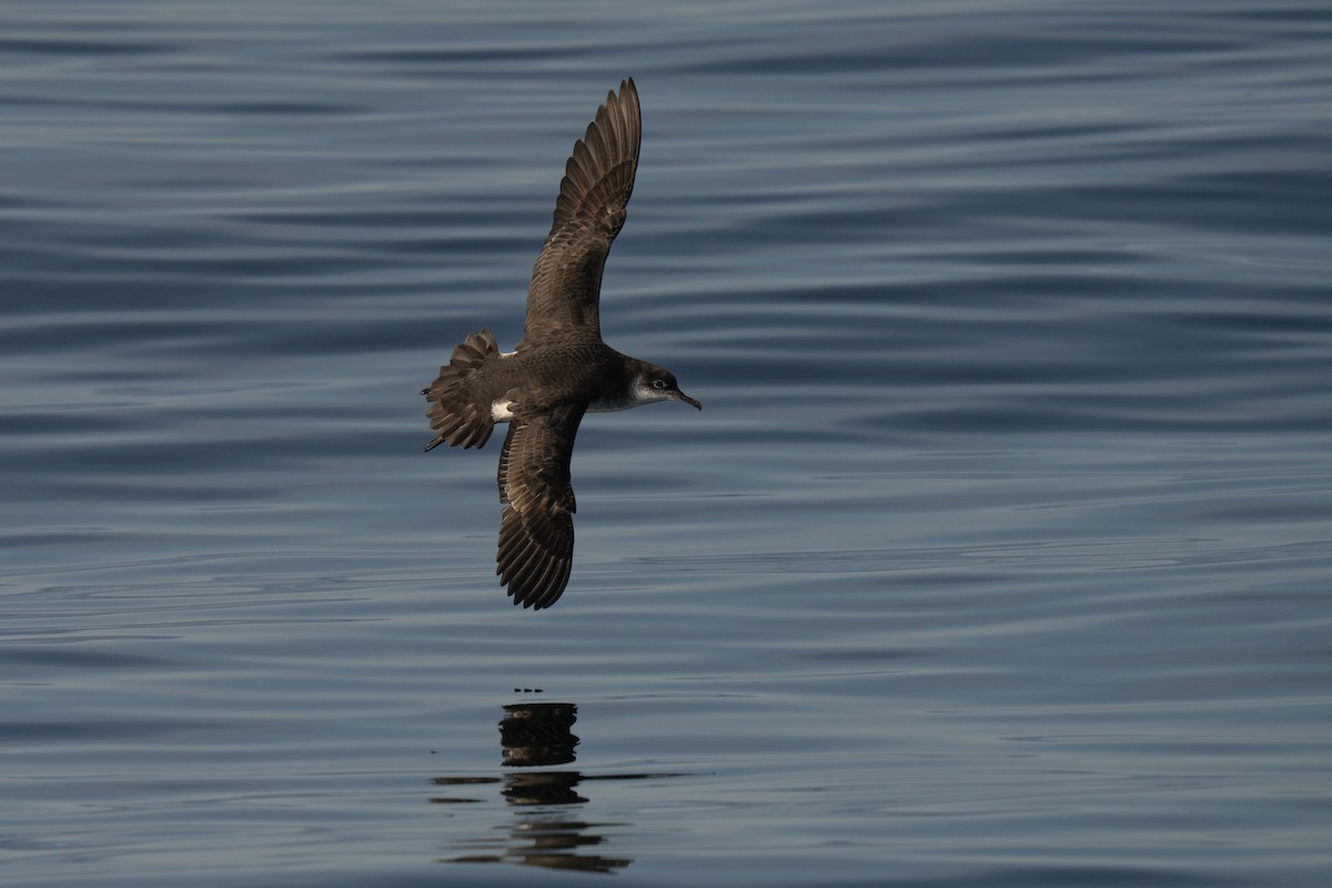 Manx Shearwater - ML644015442