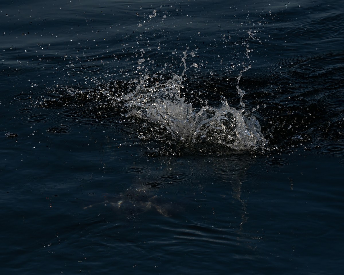 Manx Shearwater - ML644015443