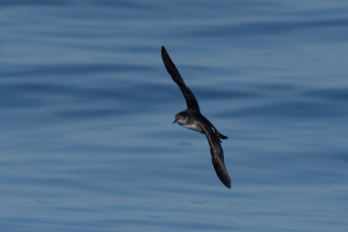 Manx Shearwater - ML644015444