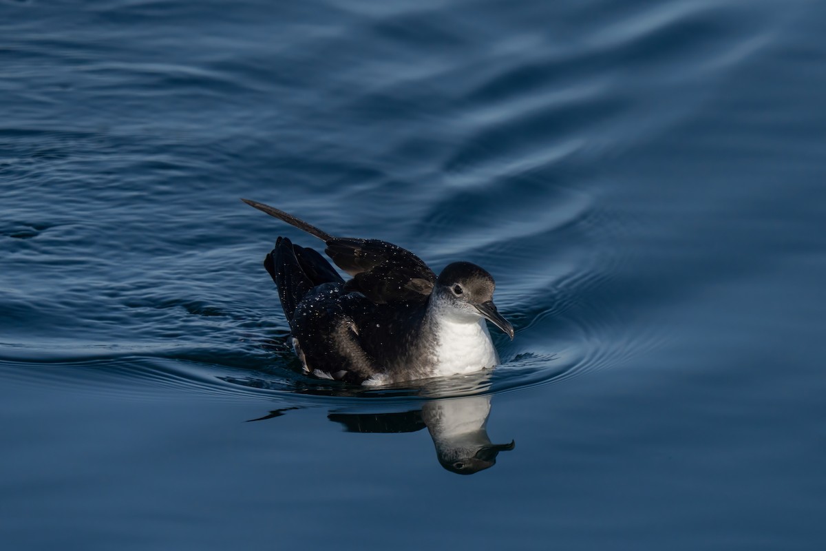 Manx Shearwater - ML644015445