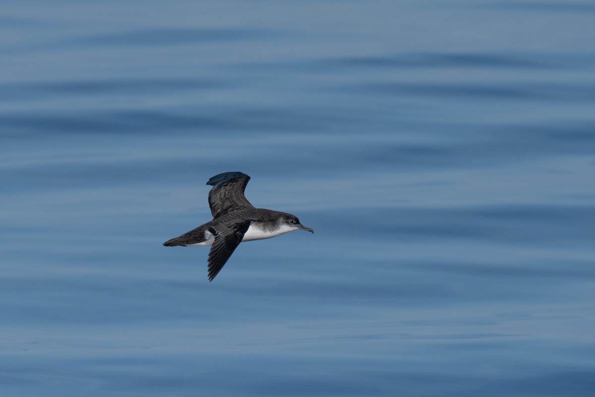 Manx Shearwater - ML644015446