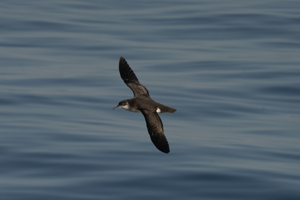 Manx Shearwater - ML644015447