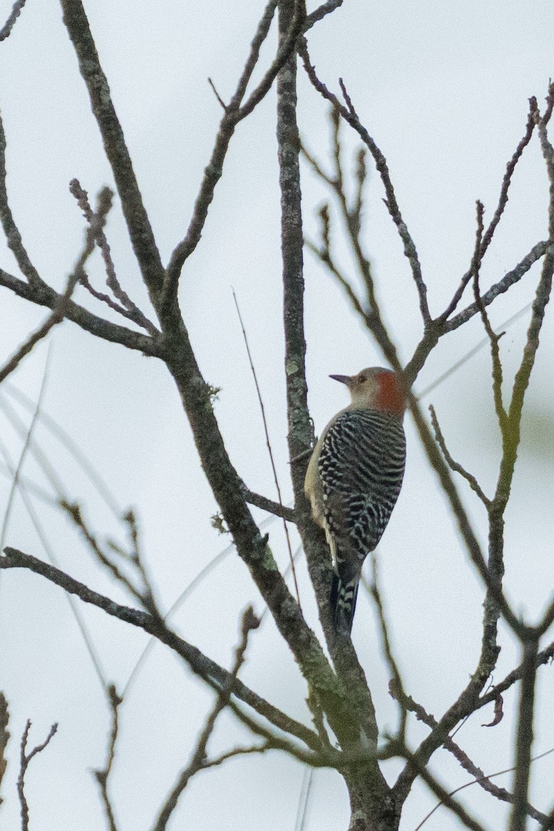 Red-bellied Woodpecker - ML644015450