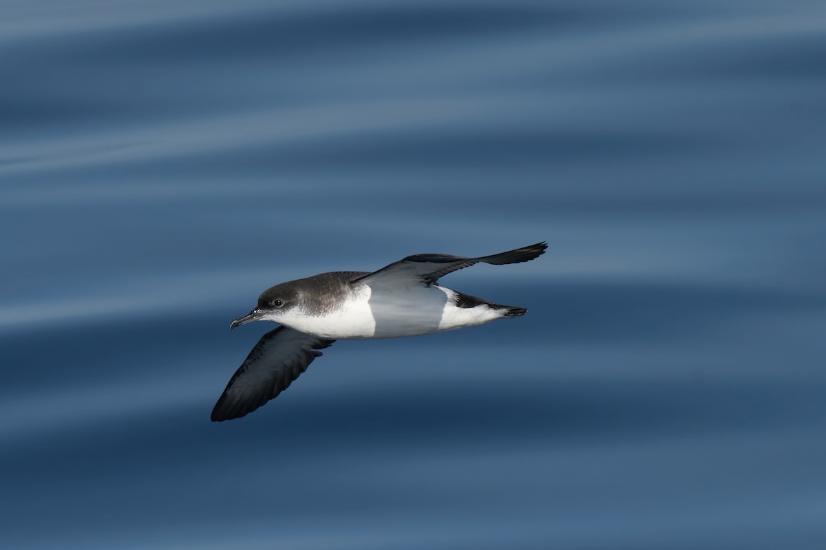 Manx Shearwater - ML644015470