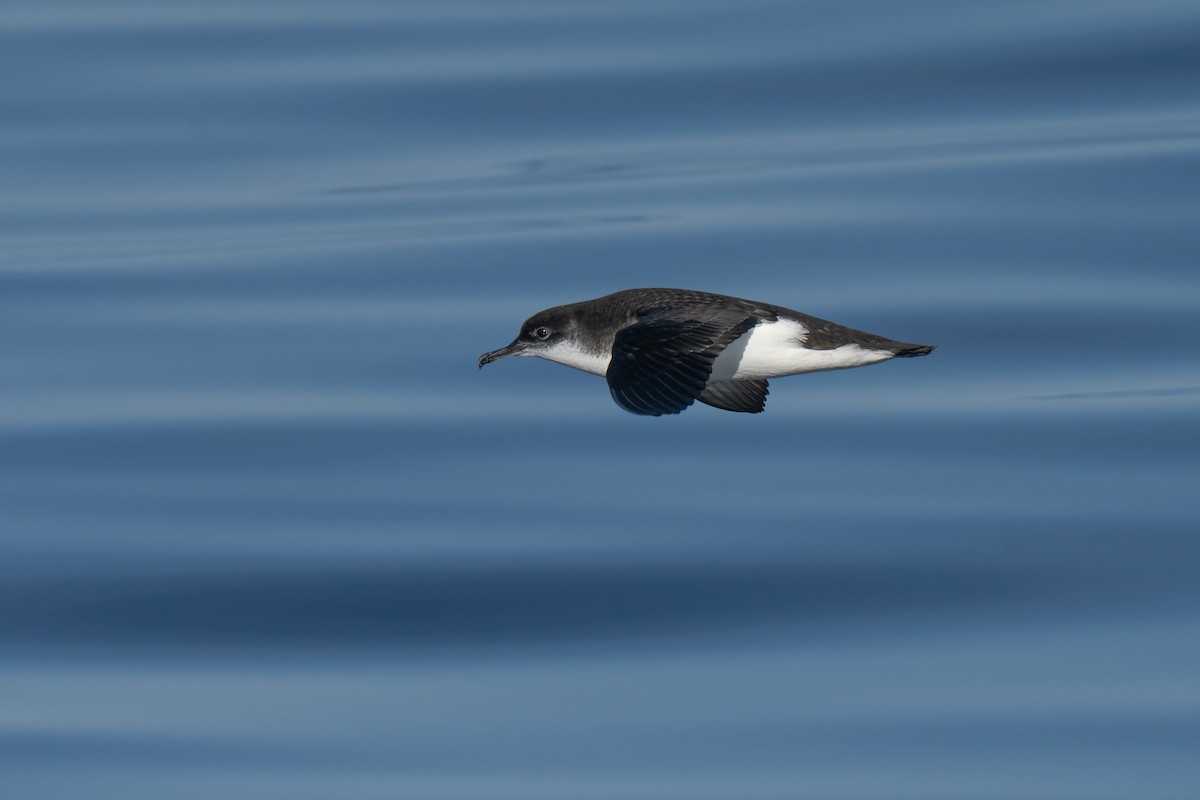 Manx Shearwater - ML644015472