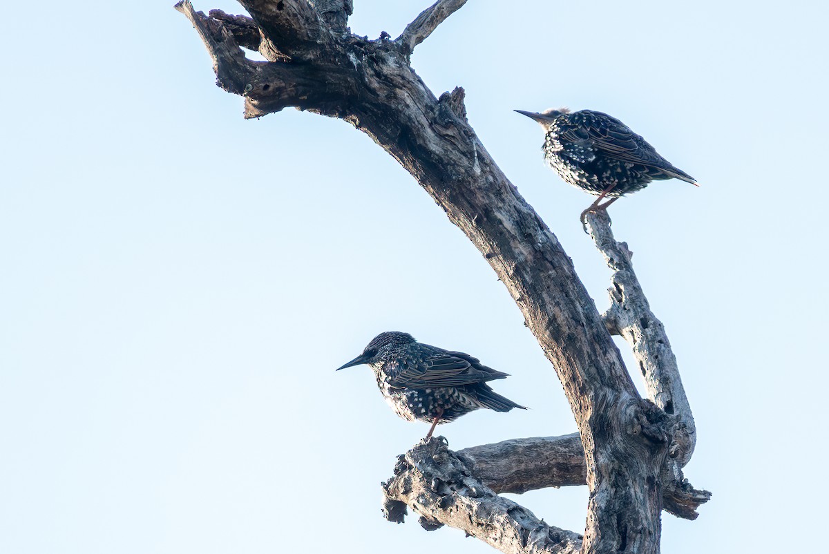European Starling - ML644015482