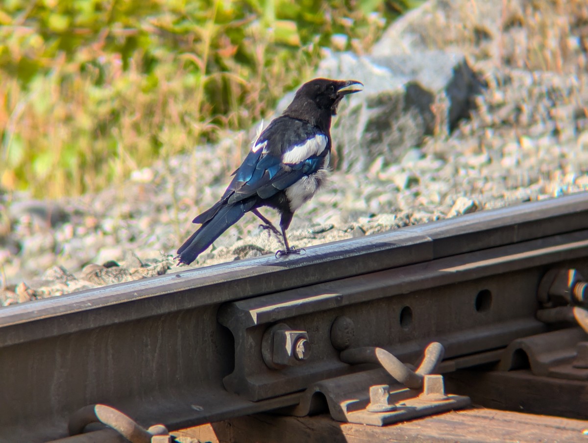 アメリカカササギ - ML644015497