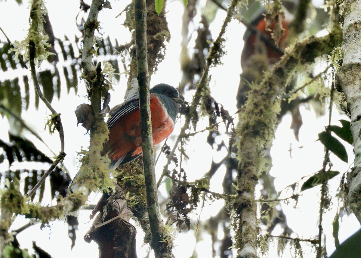 båndtrogon - ML644015503