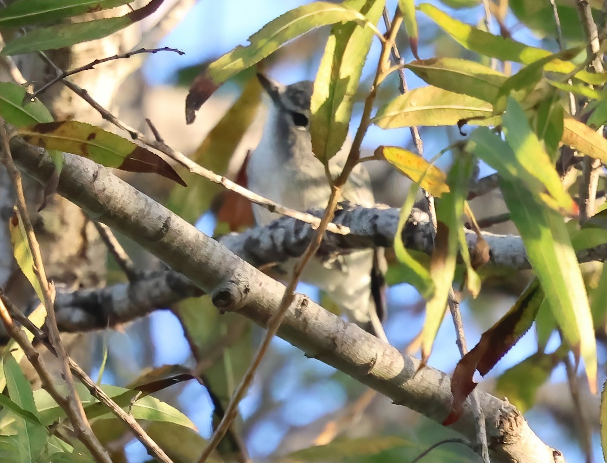 Plumbeous Vireo - ML644015512