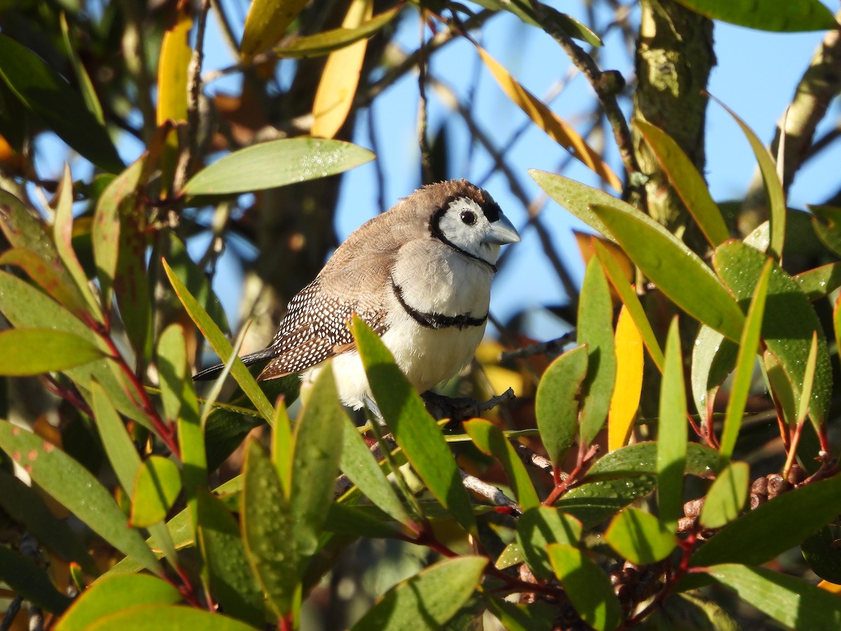 Double-barred Finch - Maylene McLeod
