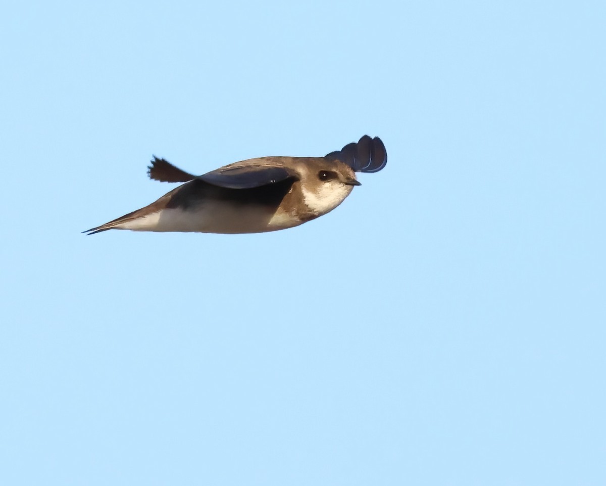 Bank Swallow - ML644015518