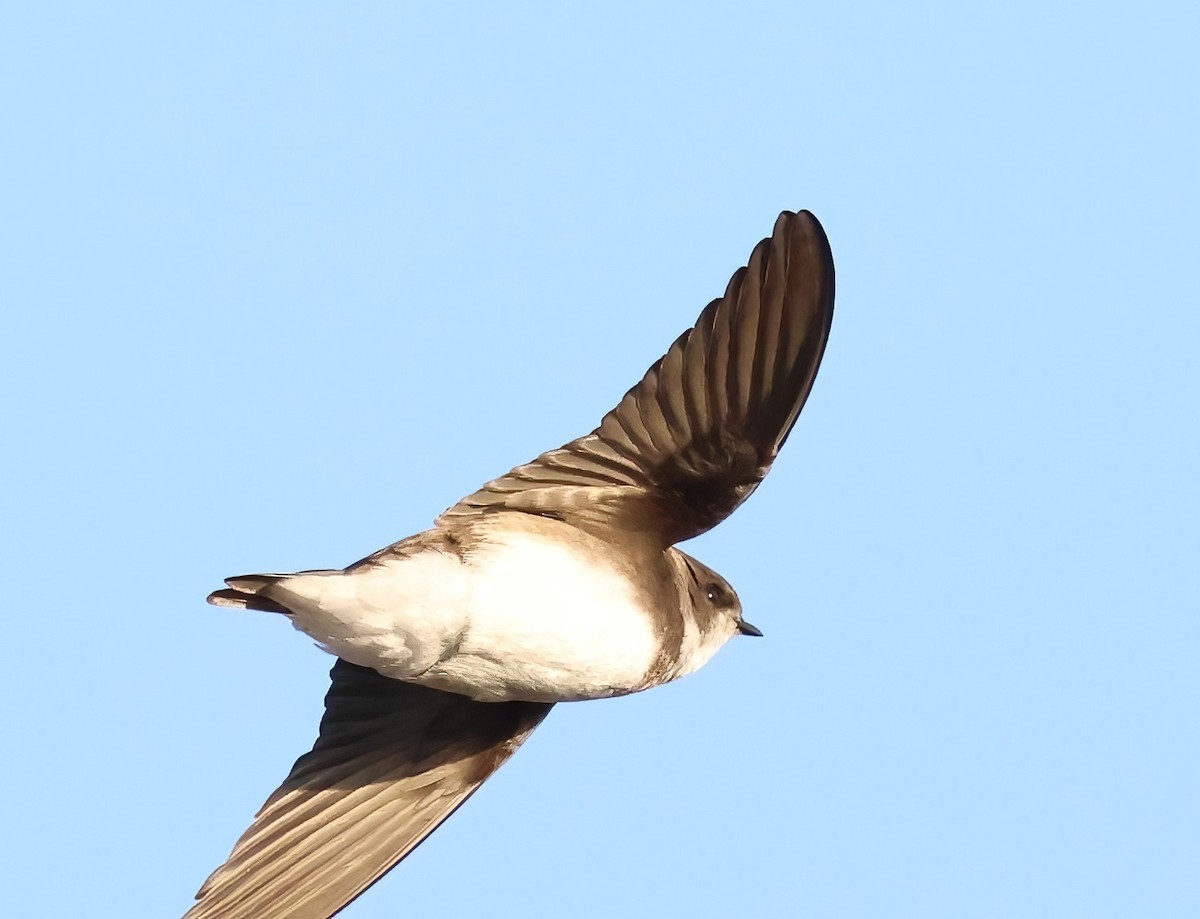 Bank Swallow - ML644015519