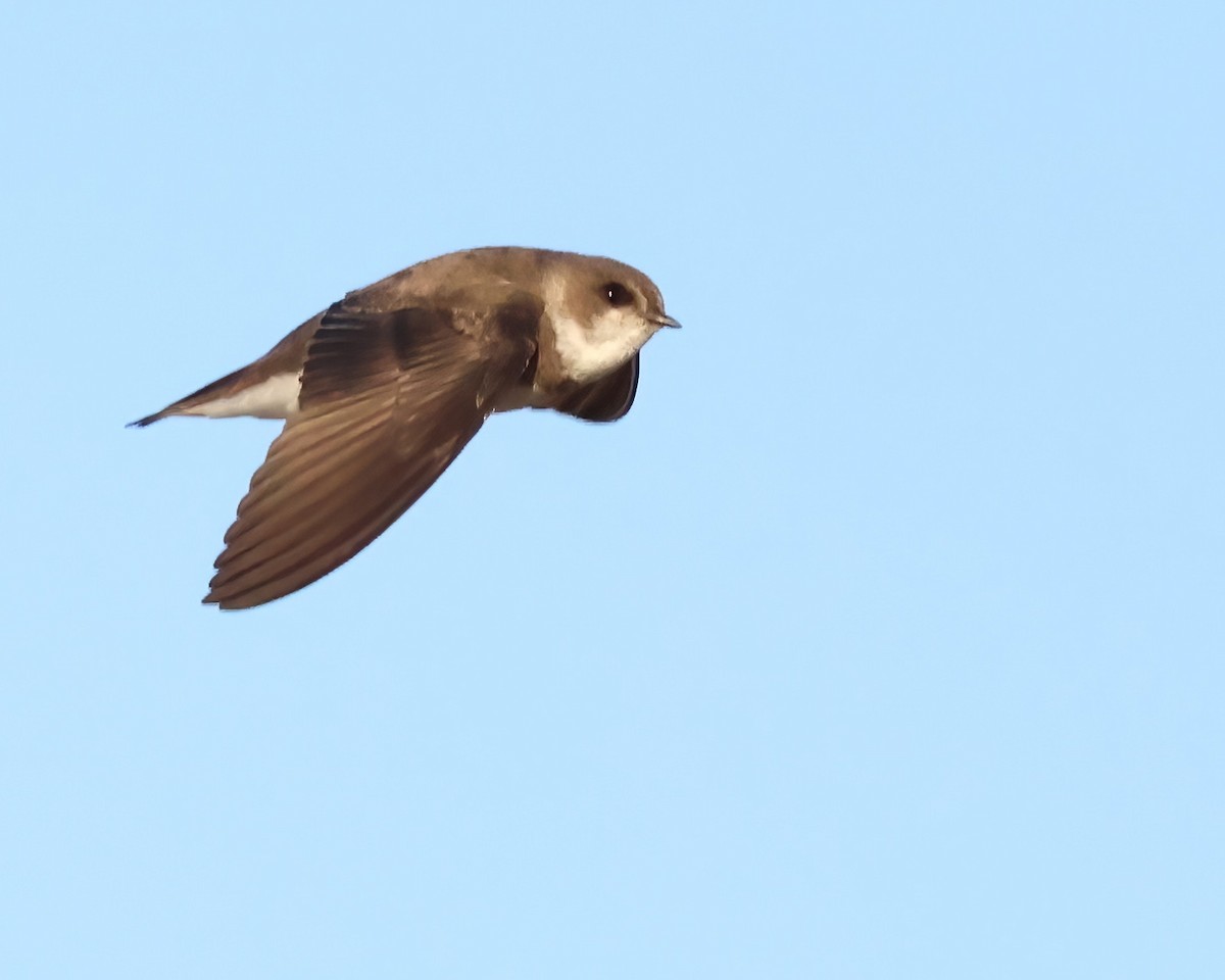 Bank Swallow - ML644015520