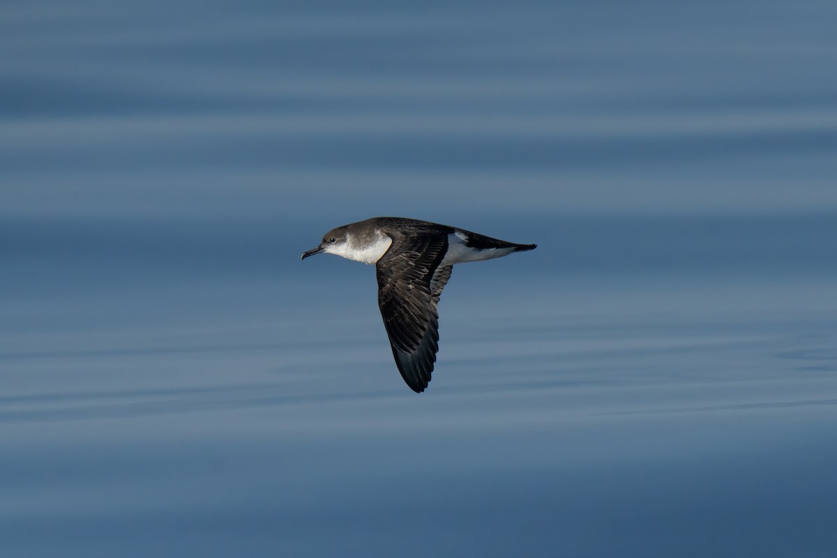 Manx Shearwater - ML644015532