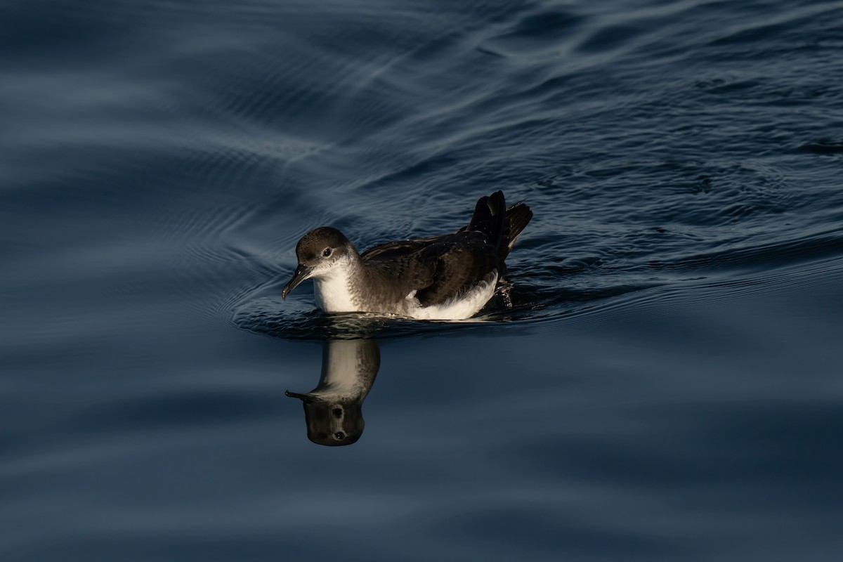 Manx Shearwater - ML644015533