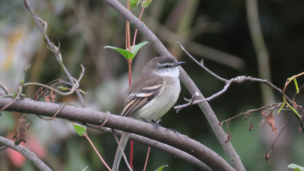 White-throated Tyrannulet - ML644015556