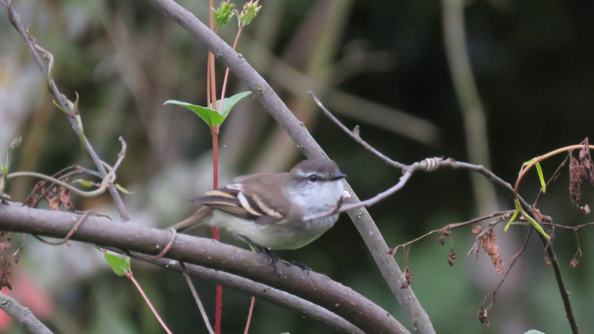 White-throated Tyrannulet - ML644015558