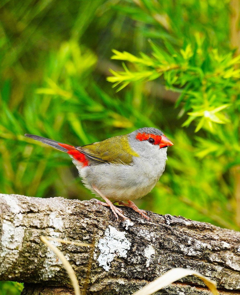 Red-browed Firetail - ML644015565