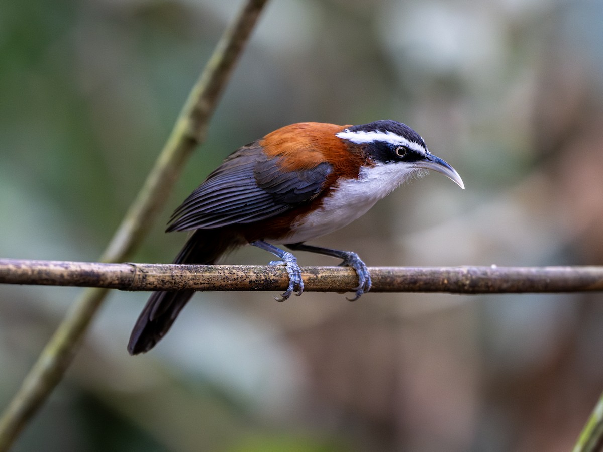 Sunda Scimitar-Babbler - ML644015574