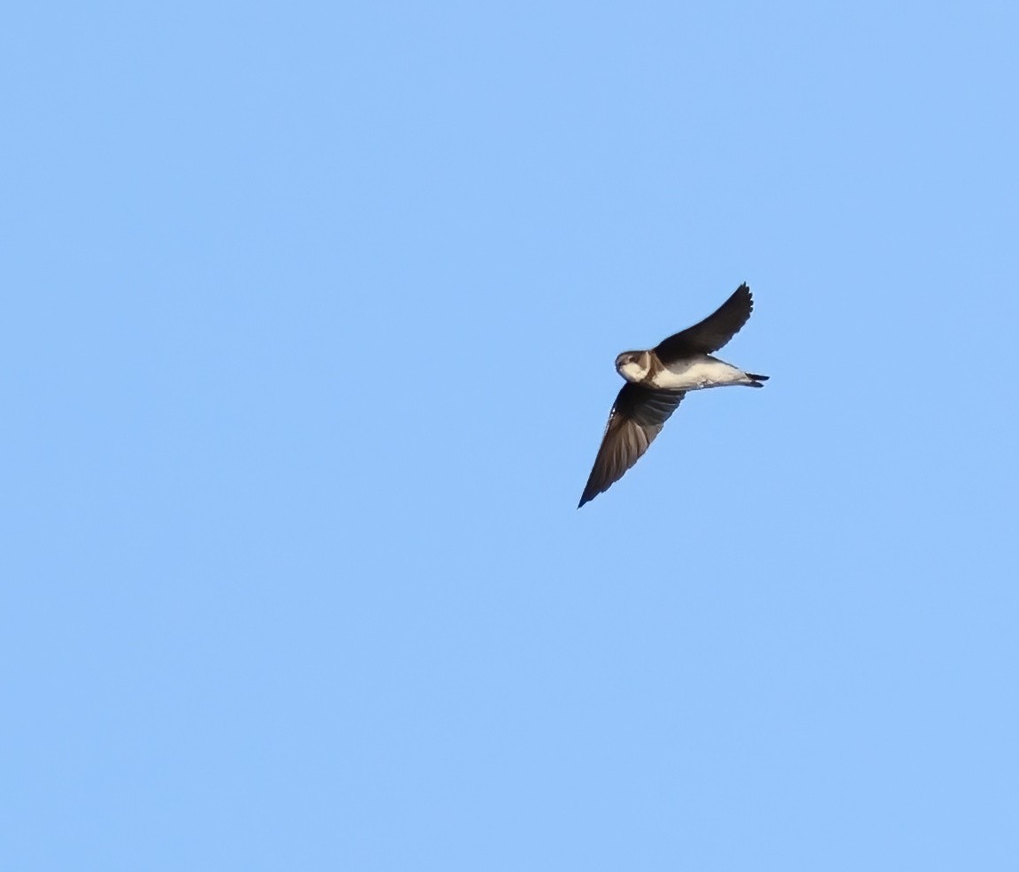 Bank Swallow - ML644015576